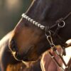 Barefoot® Riding Halter 3-in-1 'Seneca' – The Western Saddler Ltd.