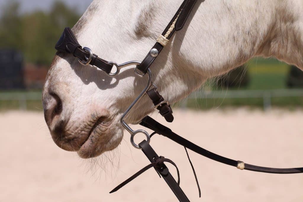 Chin Strap for Hackamore | Barefoot Riding Gear for the Baltics